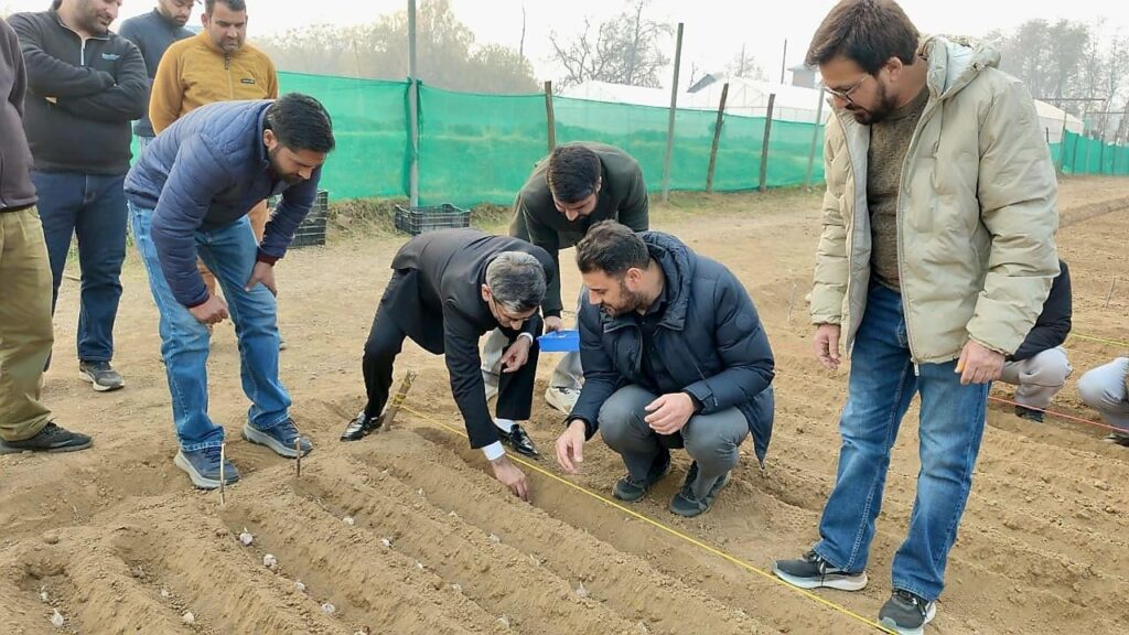 IIIM kick-started Tulip Plantation at its Field Station Pulwama