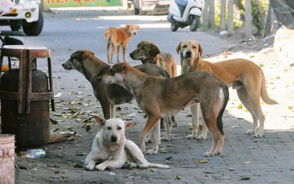 Nearly 100 Stray Dogs Allegedly Poisoned in Telangana Village; Case Filed
