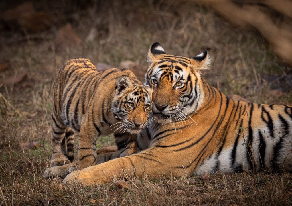 “Commitment to conservation, sustainable practices”: PM Modi hails International Big Cat Alliance, cheetah reintroduction on World Wildlife Day
