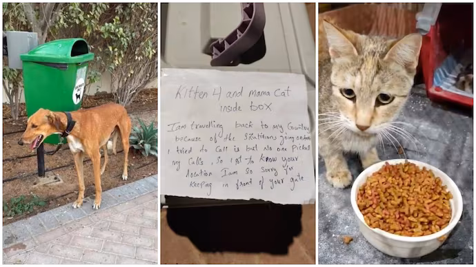 Rising Middle East Tensions Lead to Surge in Abandoned Pets in Dubai