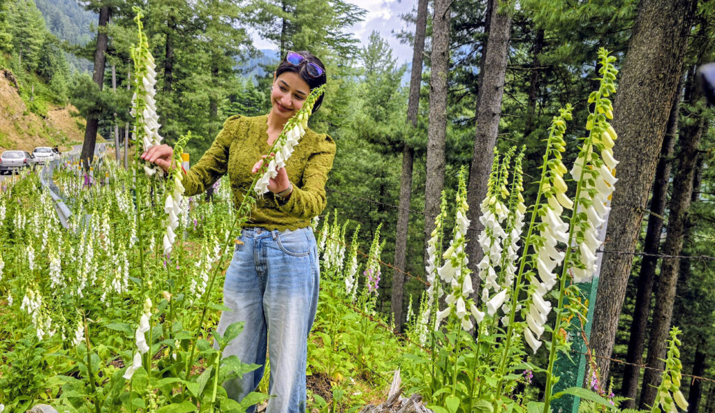Foxglove Blooms Turn Bhaderwah Valley Into New Eco-Tourism Attraction In J&K