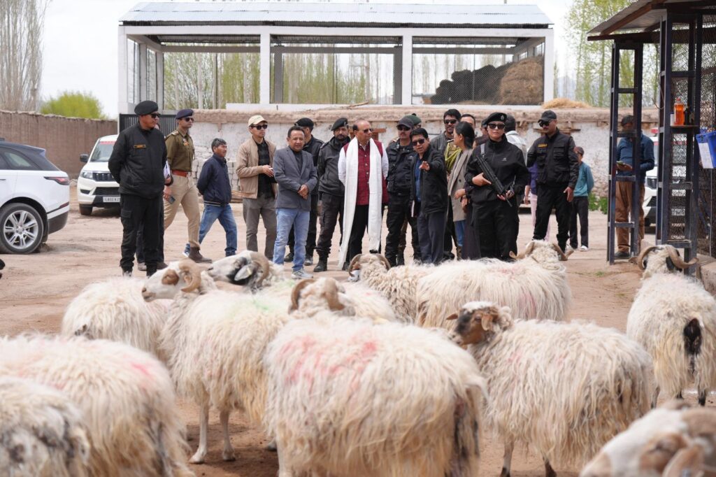 Ladakh Approves Major Incentives to Boost Pashmina Sector, Support Changpa Herders