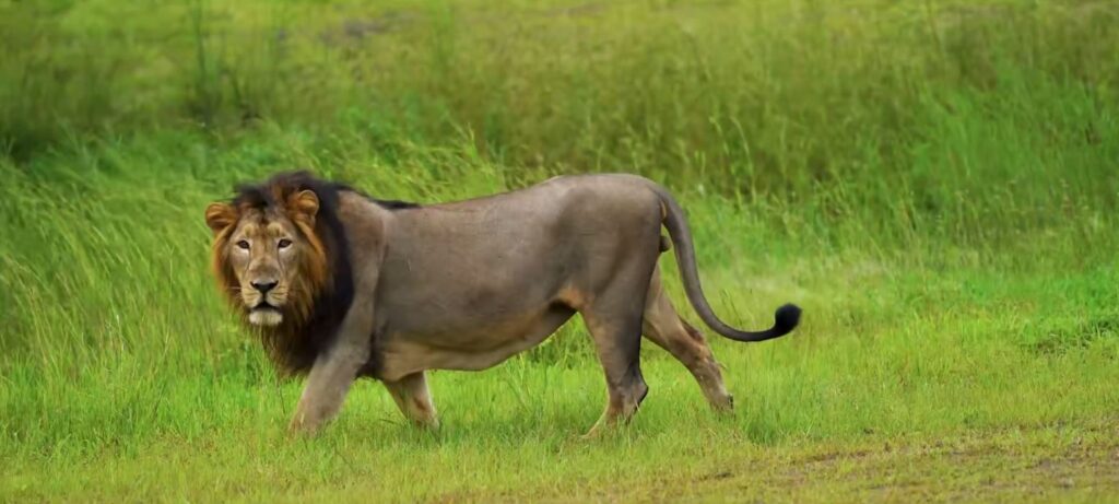 World Lion Day: Union Environment Minister Bhupender Yadav hails India’s “remarkable journey” in lion conservation