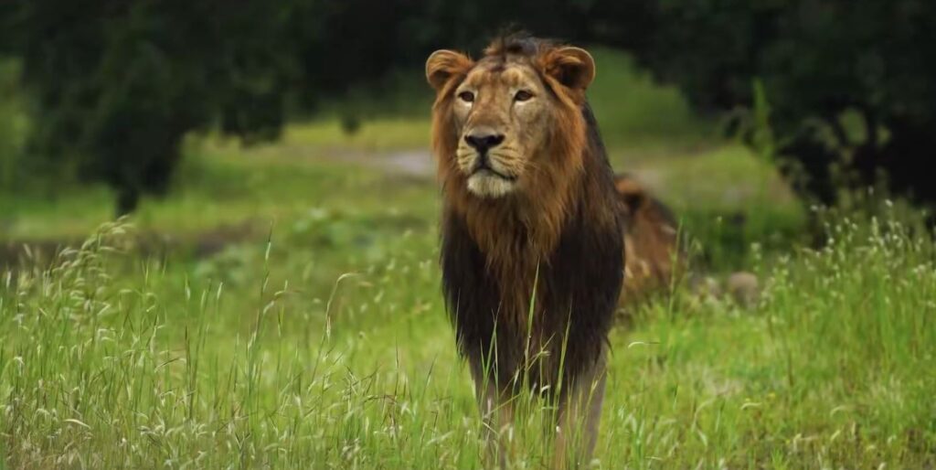 India’s Asiatic lion population rises from 523 to 891: Bhupender Yadav