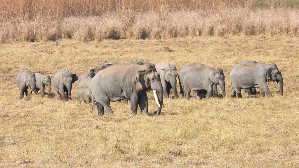 Prime Minister Narendra Modi highlights India’s elephant conservation efforts on World Elephant Day