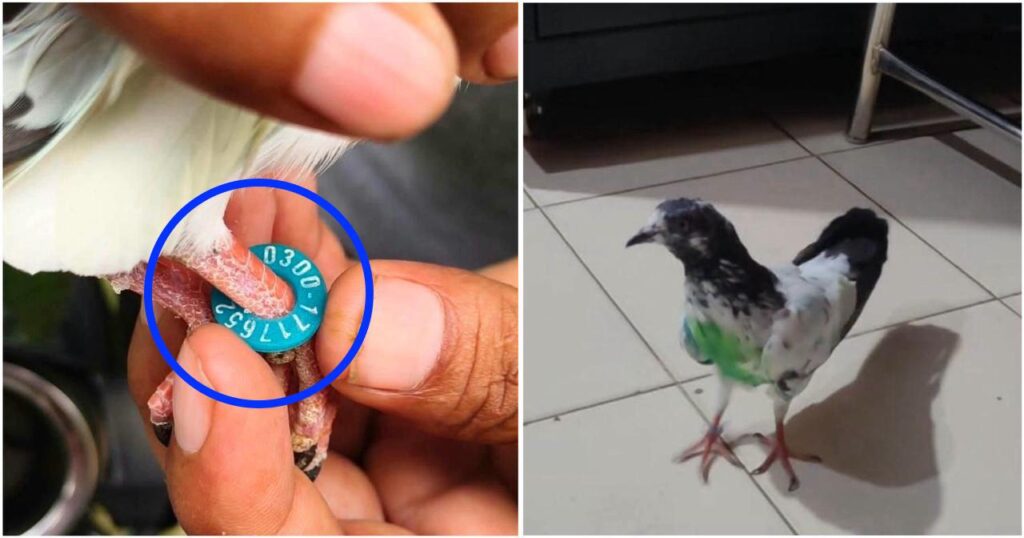 Pigeon With Suspected Pakistani Number Found in Kathua Border Village; Probe Launched