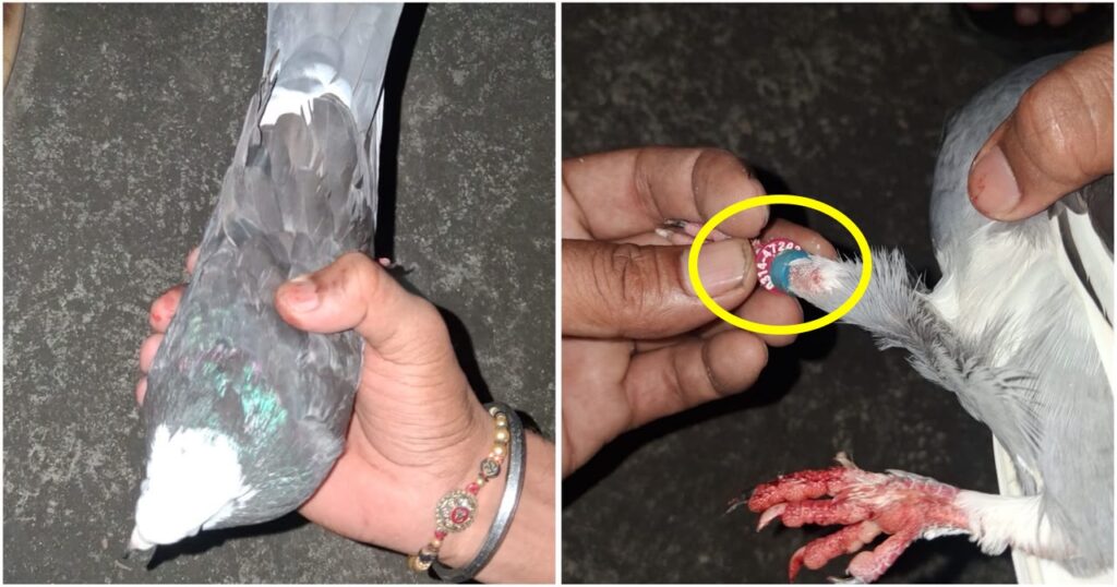 Pigeon With Pakistani Mobile Number Found Near Hiranagar Border, Security Agencies Probe