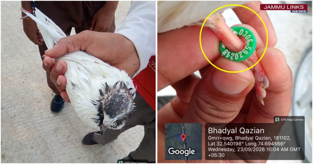 Pakistani Pigeon Found in RS Pura Sector, Security Agencies Examine Ring